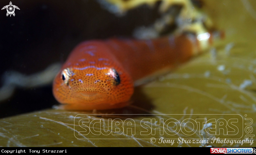 A Eastern cleaner clingfish