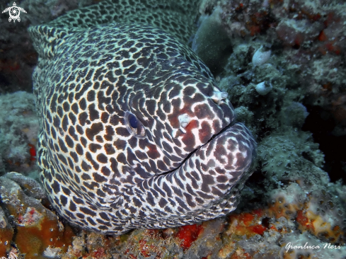 A Gymnothorax favagineus | Laced moray