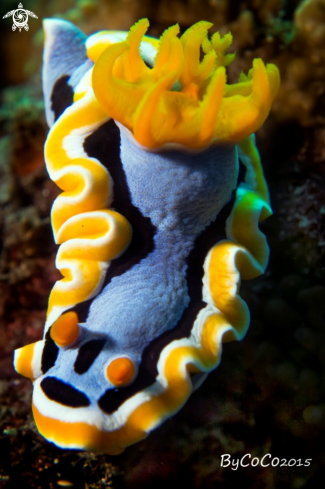 A chromodoris annae