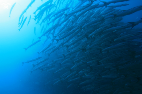 A Barracuda