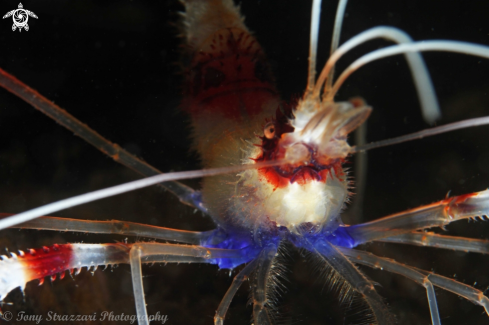 A Banded cleaner shrimp