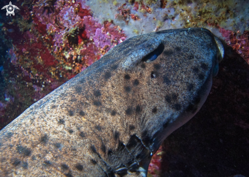 A horned shark