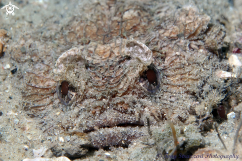 A Eastern Frogfish