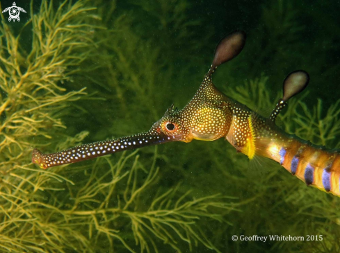 A Phyllopteryx taeniolatus | Weedy Seadragon