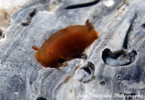 A Hazy Dendrodoris