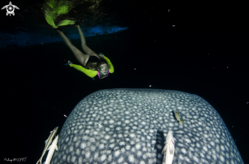 A Whale shark