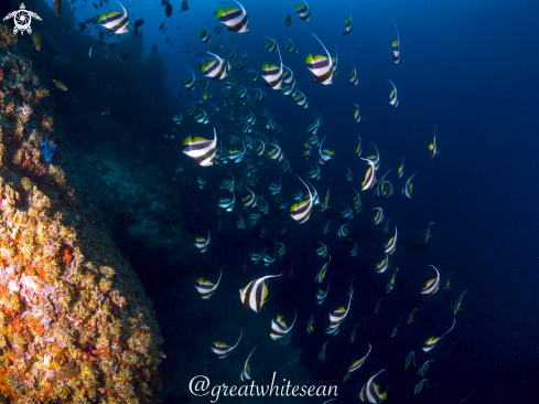 A Bannerfish