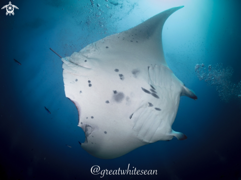 A Manta Ray