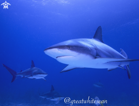 A Caribbean Reef Shark