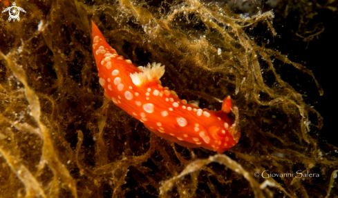 A Nudibranco