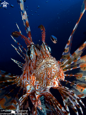 A underwater creature