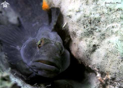 A Gobius niger | Ghiozzo