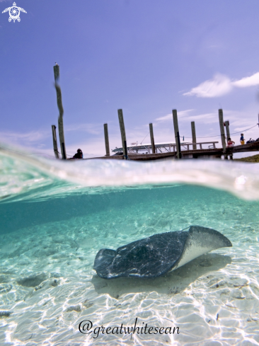 A Southern Stingray