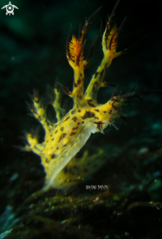 A nudibrach