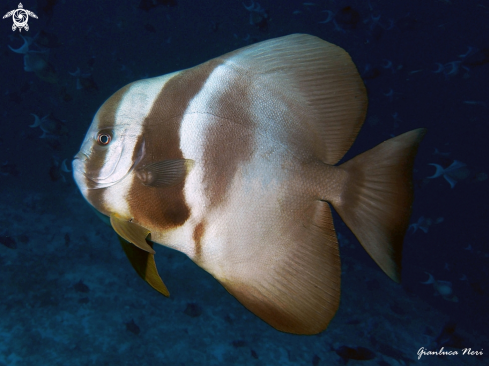 A Batfish