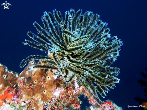 A Crinoid