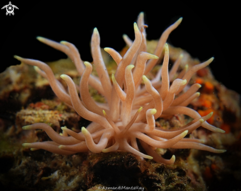 A Phyllodesmium Briareum | Nudibranch