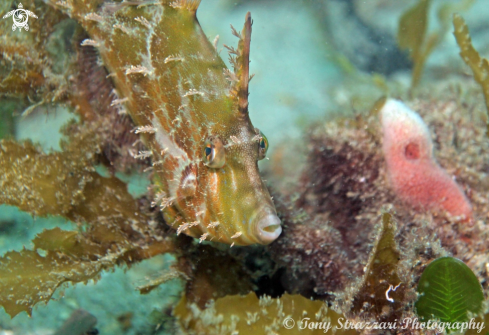 A Bristle-tail filefish