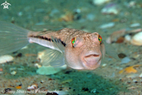 A Brush-tail toadfish