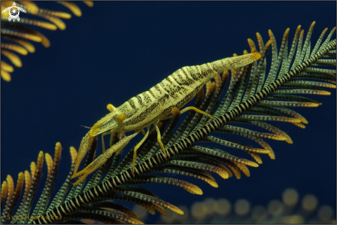 A crinoid shrimp