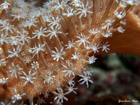 A Soft coral