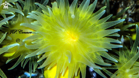 A 	 Yellow solitary coral