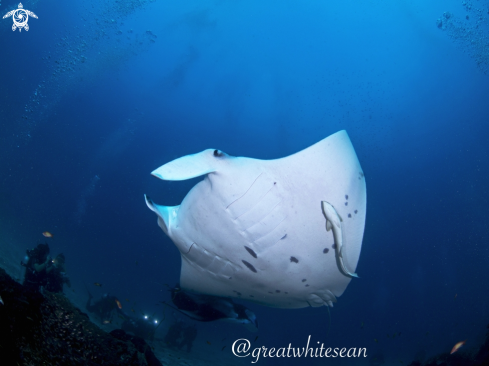 A Manta Ray and divers