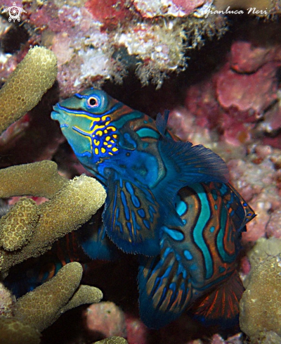 A Mandarin fish