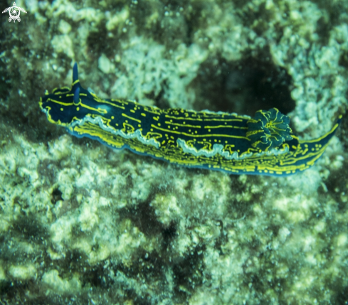 A Nudibranch