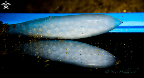 A Opalescent Squid Eggs