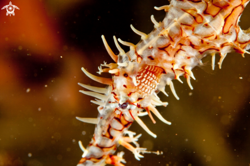 A Harlequin Ghost Pipefish