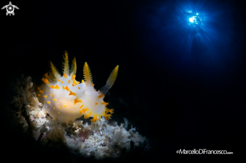 A Nudibranch