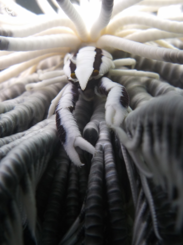 A Crinoid Squat Lobster