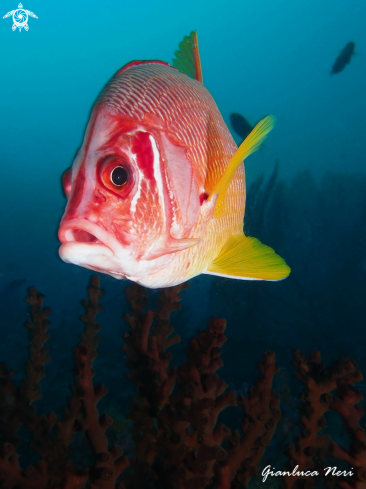 A Squirrelfish