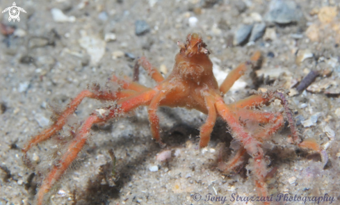 A Thin shelled spider crab