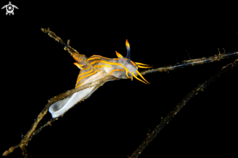 A Polycera quadrilineata | Nudibranch Polycera 