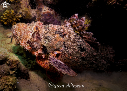 A Scorpaenopsis barbata | Bearded ScorpionFish