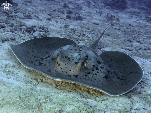 A Stingray