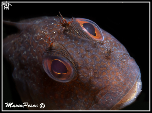 A Blennide