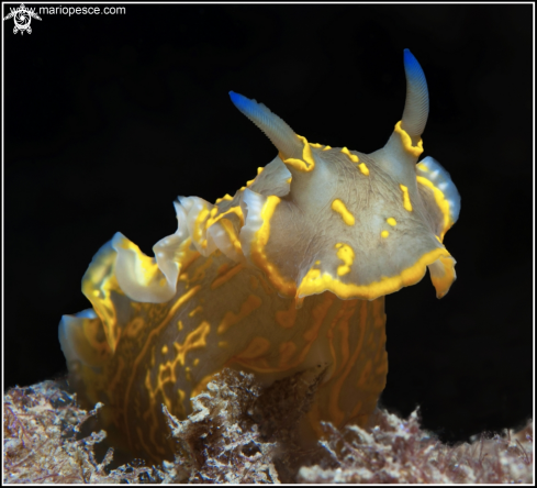 A Nudibranch