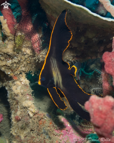 A Platax pinnatus | Pinnate spadefish