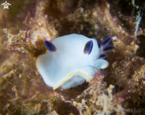 A Scott Johnson's nudibranch