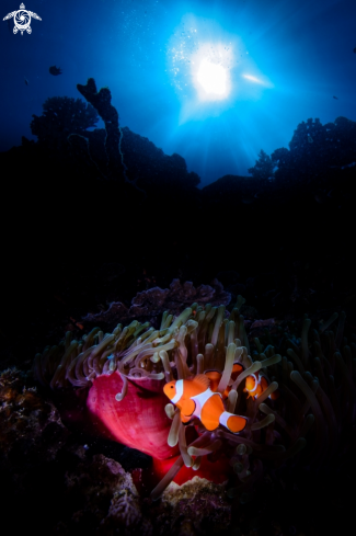 A Amphiprion ocellaris | Clown Fish