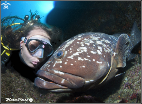 A Epinephelus marginatus | Epinephelinae