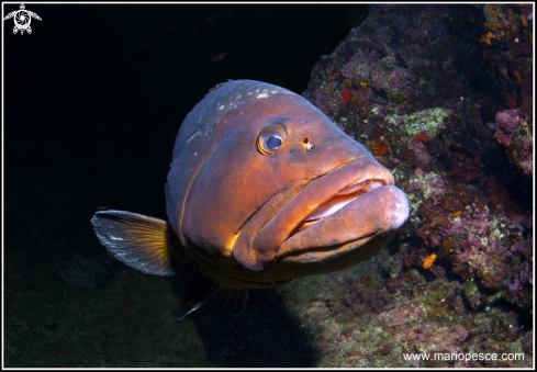 A Epinephelus marginatus | Epinephelinae