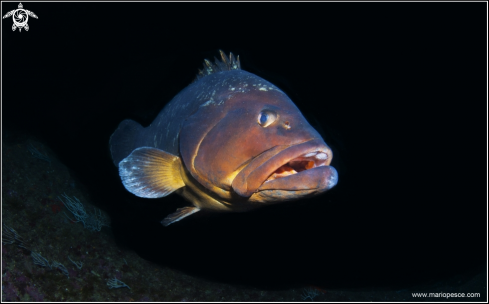 A Epinephelus marginatus | Epinephelinae