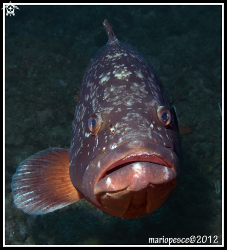 A Epinephelus marginatus | Epinephelinae