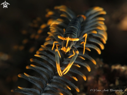 Crinoid shrimp