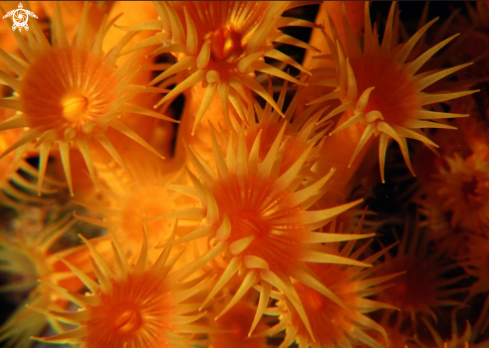 A Parazohanthus axinellae | Margherite di mare