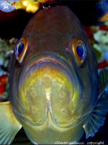 A Epinephelus costae | Cernia dorata